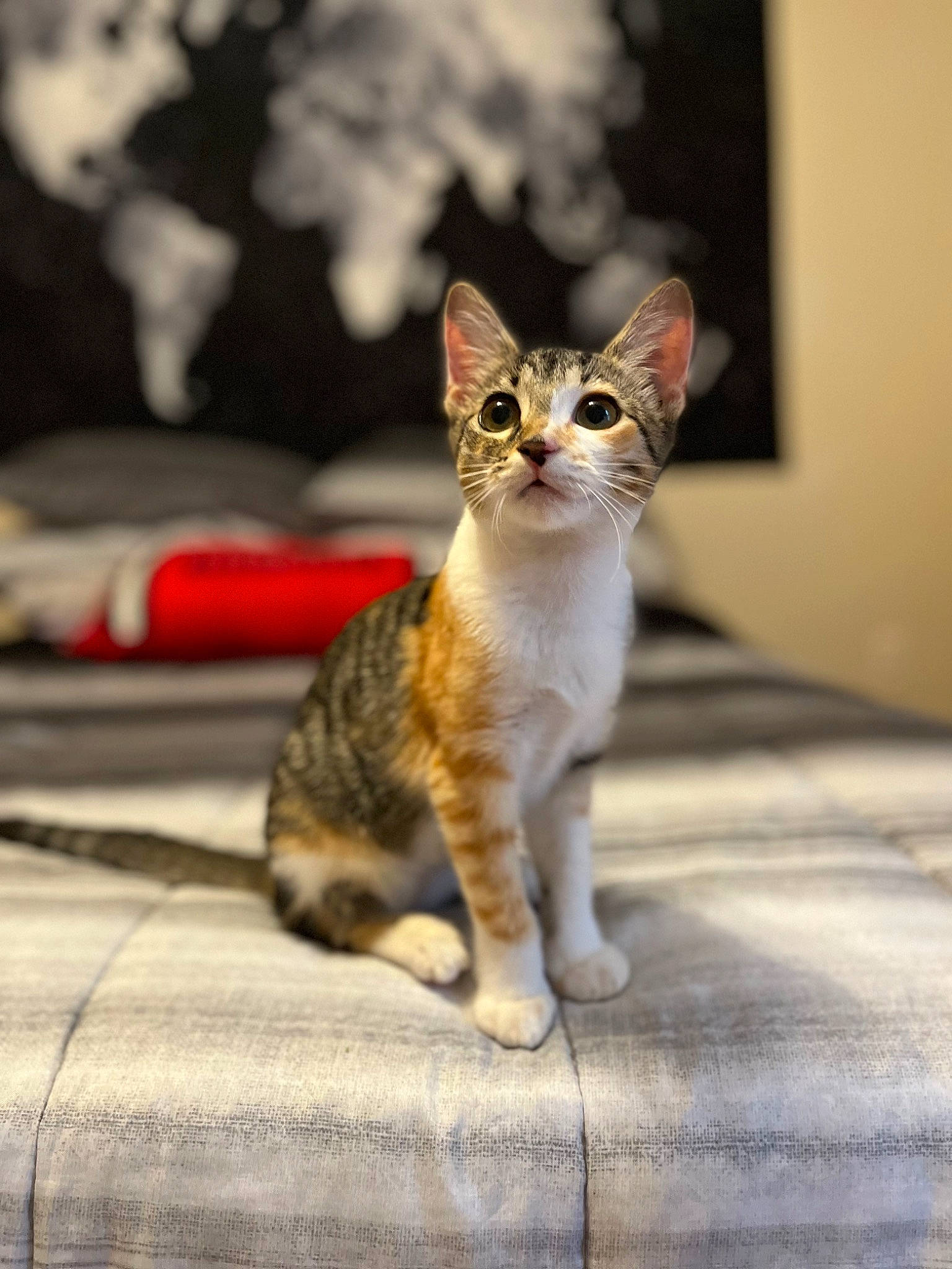 Primrose is registered to the contest to win money with this photo: carnivore, cat, claw, domestic_short_haired_cat, felidae, fur, paw, road, sitting, small_to_medium_sized_cats, snout, tail, terrestrial_animal, tree, whiskers, wildlife