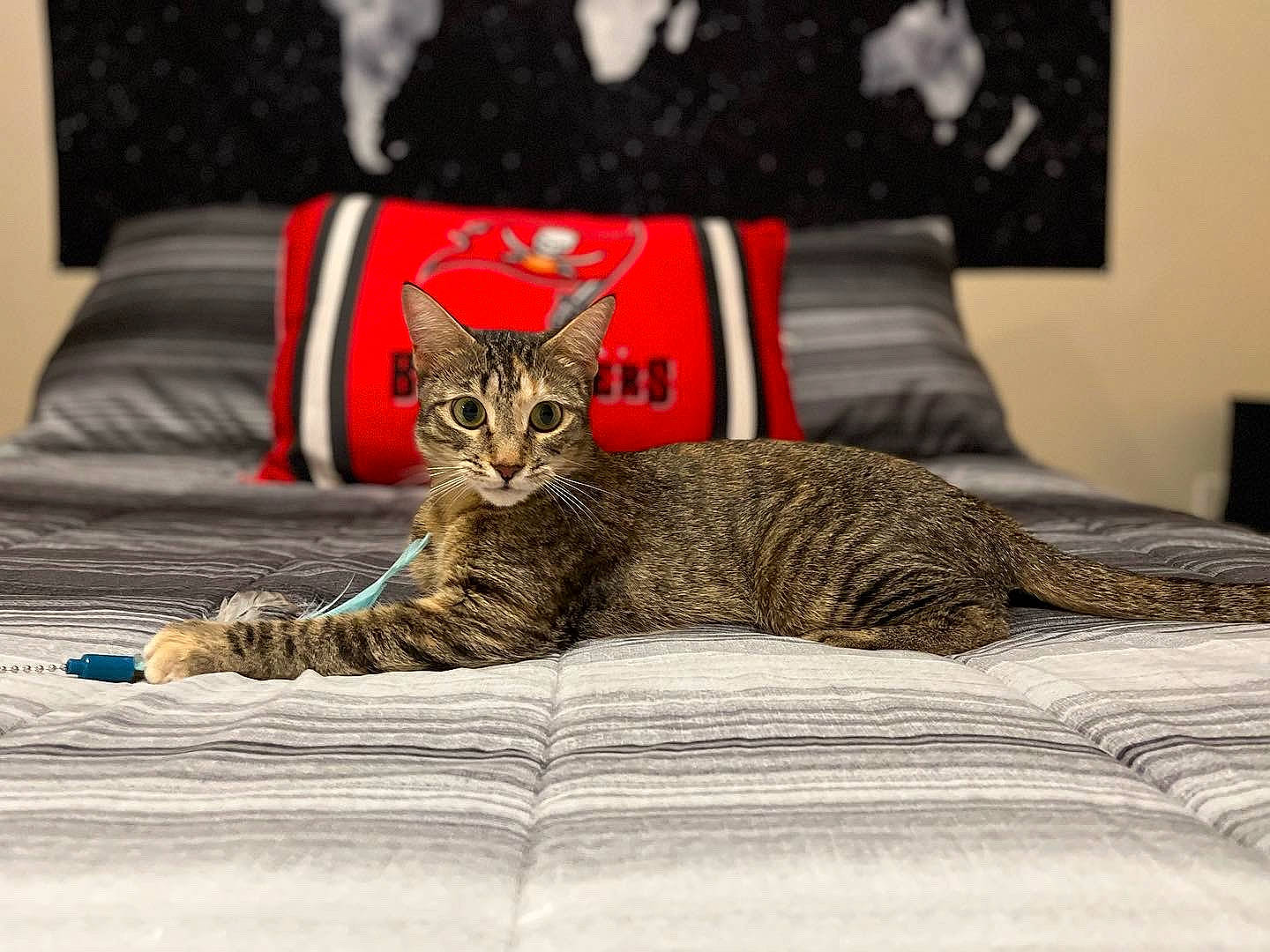 Dee joined the competition — help win amazing prizes! bedding, carnivore, cat, comfort, couch, fawn, felidae, floor, flooring, furniture, grey, linens, picture_frame, pillow, small_to_medium_sized_cats, tail, textile, tree, whiskers, wood