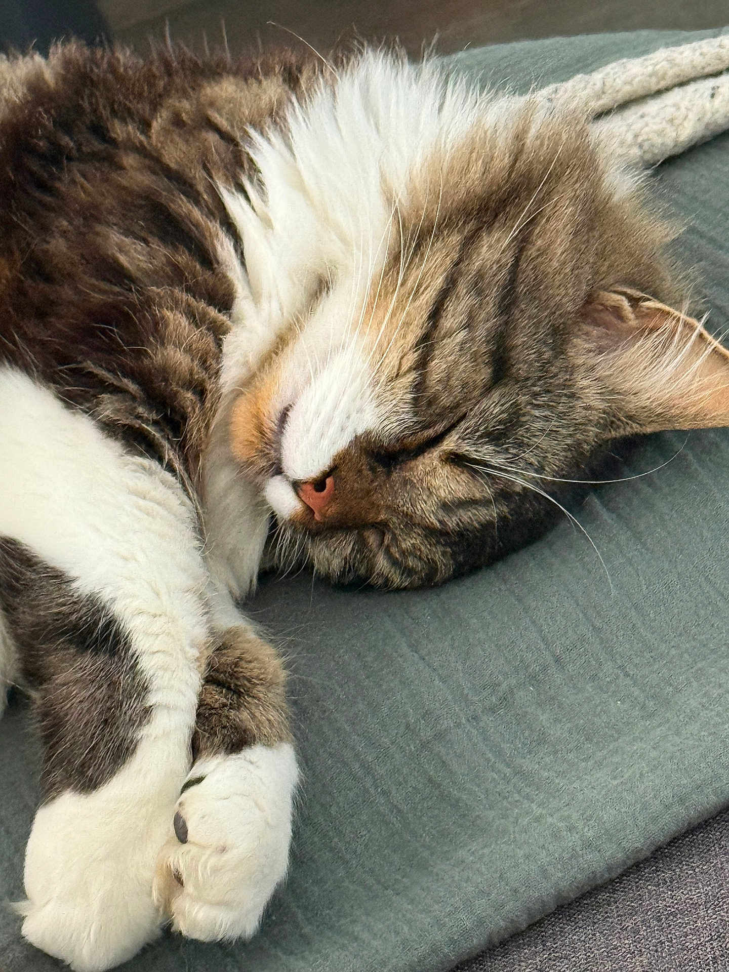 Snow a rejoint le concours — aidez-le/la à gagner de superbes lots ! cat, tabby, sleeping, paws, fur, cozy, blanket, resting, domestic_cat, closeup, whiskers, relaxed, cute, pet, animal, soft, indoor, napping, feline, peaceful