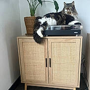 Snow participe au concours pour gagner de l'argent avec cette photo : cat, furniture, cabinet, plant, turntable, wooden, indoor, pet, fluffy, resting, decor, modern, living_room, relaxing, home, animal, domestic_cat, curious, feline, cozy