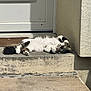 Snow a rejoint le concours — aidez-le/la à gagner de superbes lots ! cat, fluffy, doorstep, sunlight, relaxed, playful, outdoor, concrete, wall, paw, fur, animal, pet, resting, sunny, looking, white, brown, black, striped
