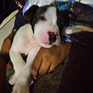 Max joined the competition — help win amazing prizes! puppy, dog, pet, animal, hand, holding, white, black, cute, fur, paw, face, closeup, indoor, person, caring, young, canine, sleepy, resting