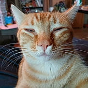 Pumpkin joined the competition — help win amazing prizes! cat, orange_cat, tabby, pet, whiskers, close_up, portrait, indoor, cute, squinting, face, nose, fur, ears, mammal, relaxed, bed_or_couch, background_shelf, table, home