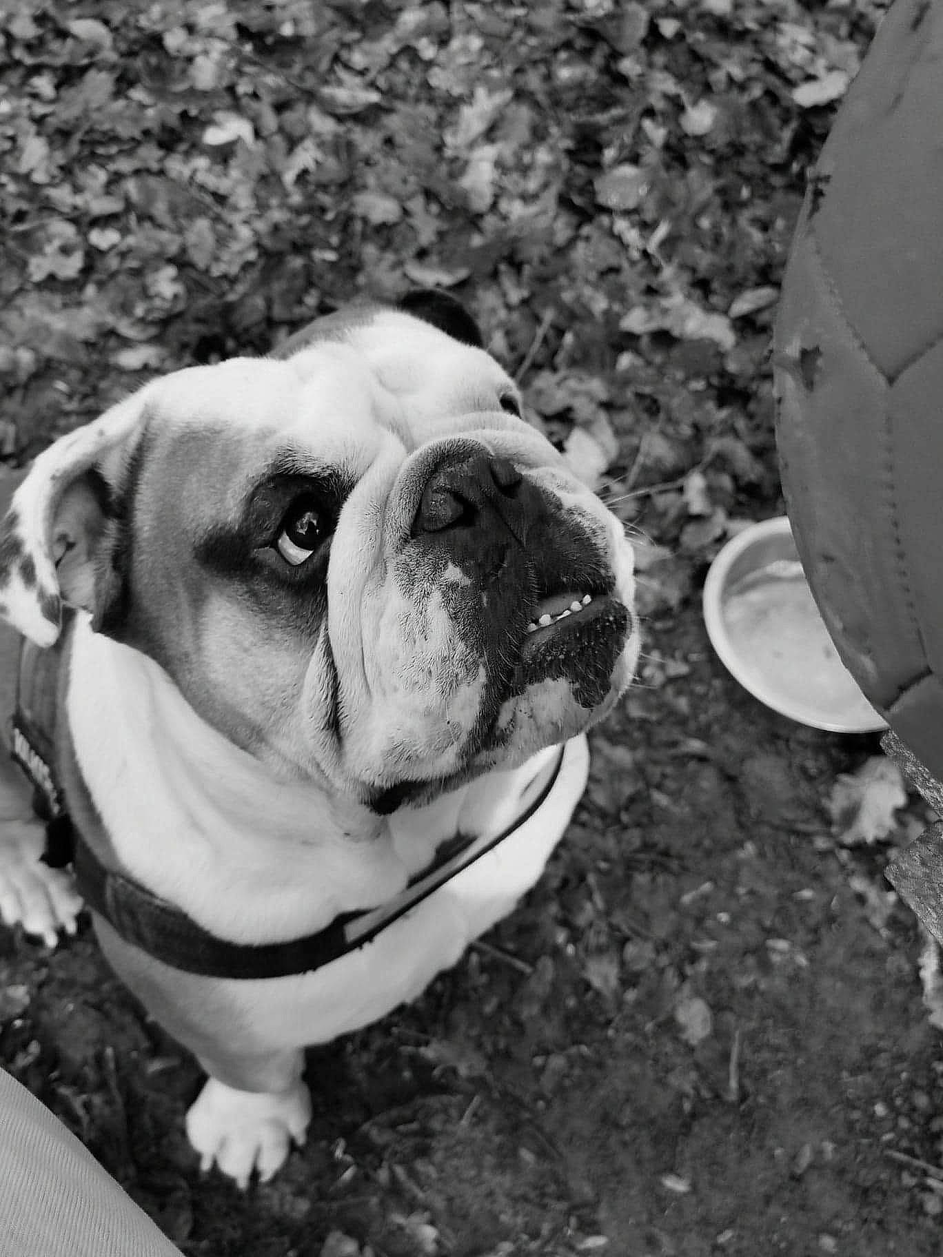 Tempo a rejoint le concours — aidez-le/la à gagner de superbes lots ! australian_bulldog, black_and_white, british_bulldogs, bulldog, canidae, carnivore, companion_dog, dog, dog_breed, dorset_olde_tyme_bulldogge, mammal, non_sporting_group, nose, old_english_bulldog, olde_english_bulldogge, renascence_bulldogge, skin, snout, toy_bulldog, white_english_bulldog