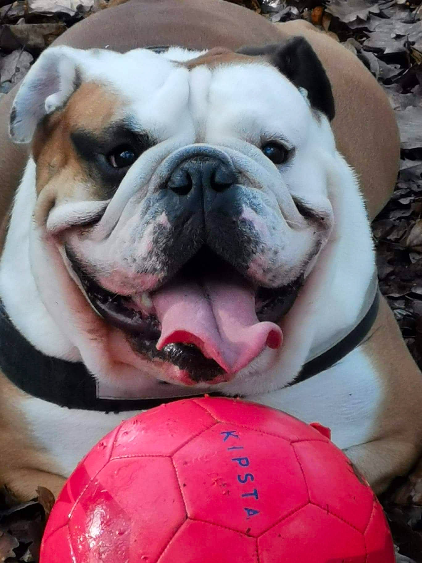 Tempo participe au concours pour gagner de l'argent avec cette photo : american_bulldog, australian_bulldog, british_bulldogs, bulldog, canidae, carnivore, companion_dog, dog, dog_breed, mammal, non_sporting_group, nose, old_english_bulldog, olde_english_bulldogge, renascence_bulldogge, skin, snout, toy_bulldog, traditional_sport, white_english_bulldog