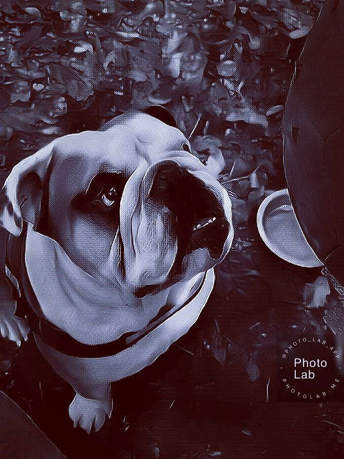 Tempo a rejoint le concours — aidez-le/la à gagner de superbes lots ! american_bulldog, black_and_white, british_bulldogs, bulldog, canidae, carnivore, dog, dog_breed, fawn, non_sporting_group, old_english_bulldog, olde_english_bulldogge, photography, snout, sporting_group, white_english_bulldog