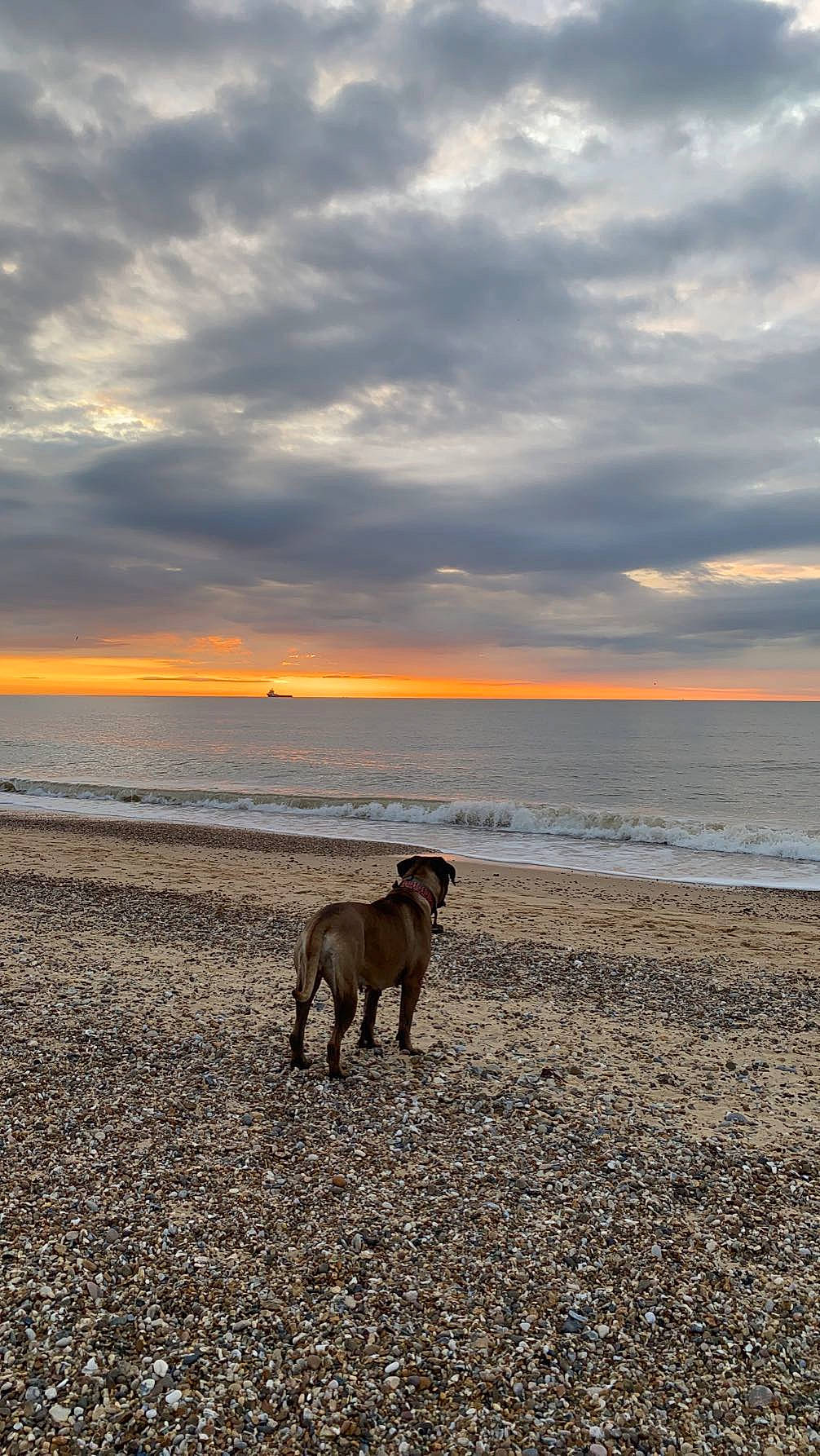Dante is registered to the contest to win money with this photo: beach, canidae, carnivore, cloud, dog, dog_breed, evening, fawn, horizon, landscape, ocean, rock, sand, sky, sporting_group, tail, water, wildlife, wind_wave, wood