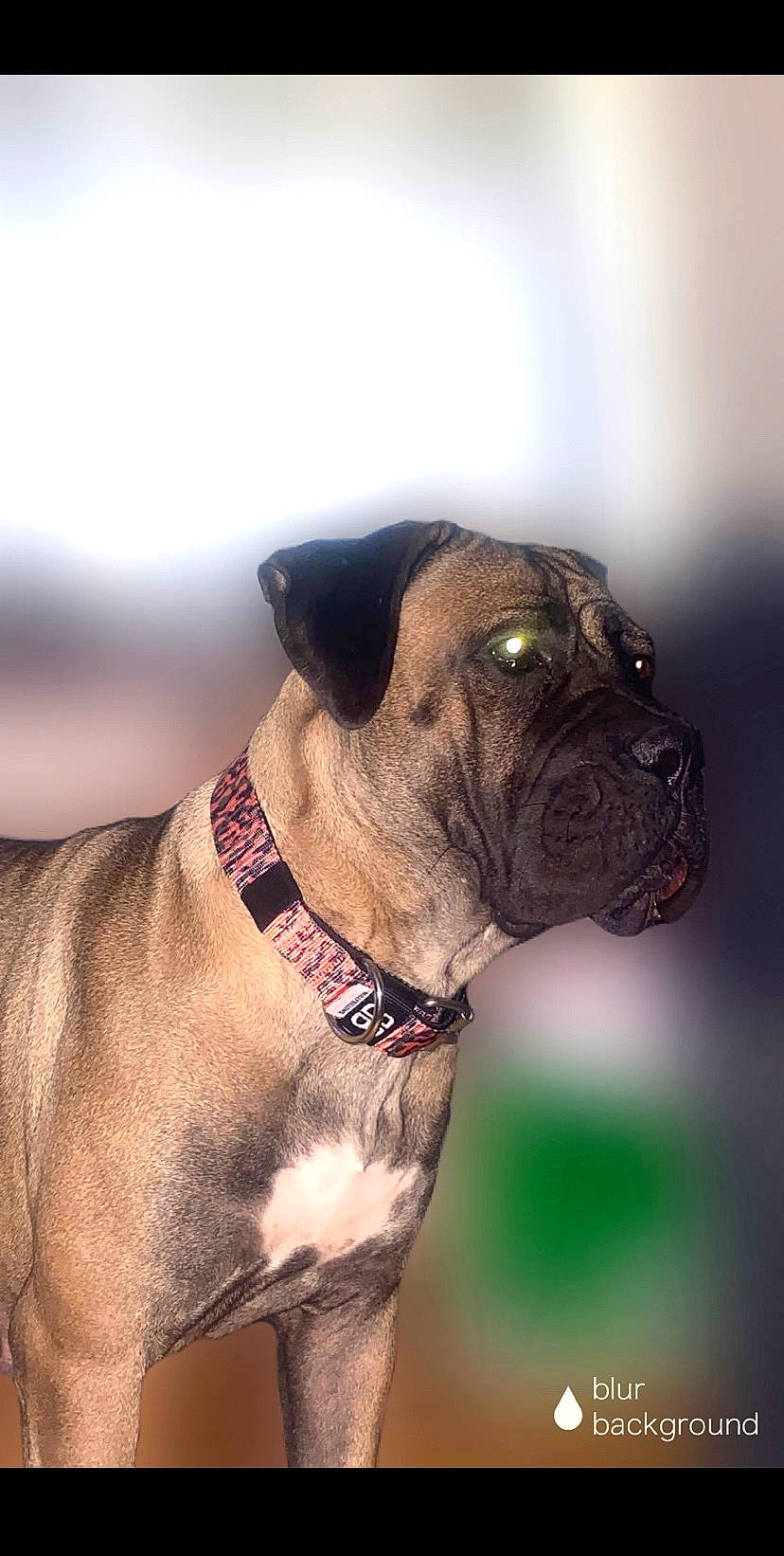 Dante is registered to the contest to win money with this photo: boxer, canidae, carnivore, collar, companion_dog, dog, dog_breed, dog_collar, dog_supply, fawn, liver, molosser, non_sporting_group, pet_supply, snout, sporting_group, whiskers, working_animal, working_dog, wrinkle