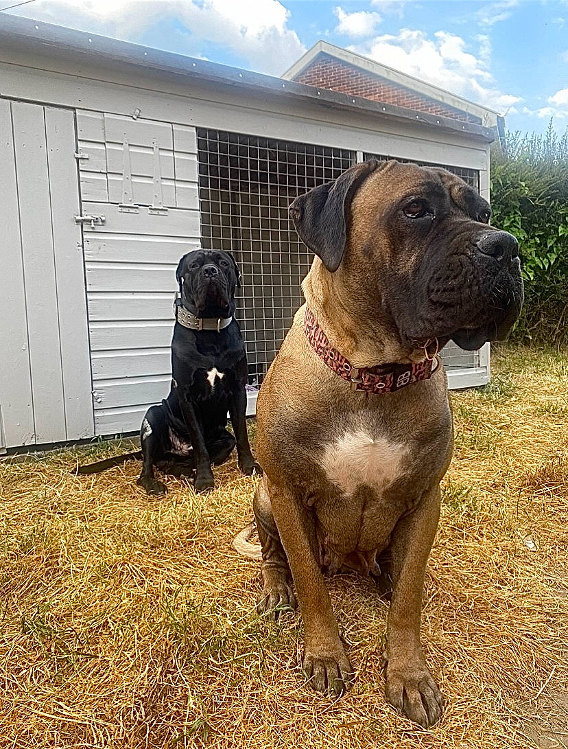 Dante joined the competition — help win amazing prizes! canidae, carnivore, cloud, collar, companion_dog, dog, dog_breed, dog_collar, door, fawn, grass, liver, molosser, pet_supply, plant, sky, snout, sporting_group, working_animal, wrinkle