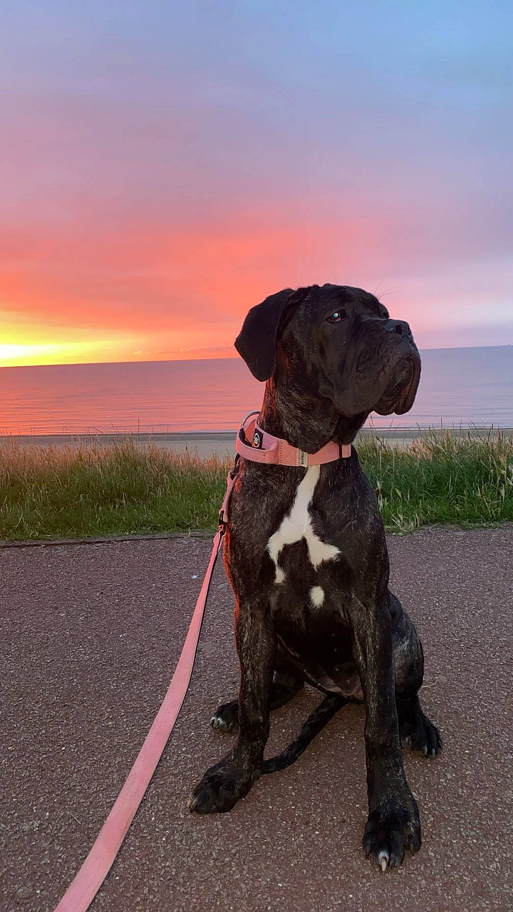 Rudi is registered to the contest to win money with this photo: canidae, carnivore, cloud, collar, companion_dog, dog, dog_breed, dog_collar, fawn, grass, gun_dog, leash, liver, pet_supply, plant, sky, snout, sporting_group, tail, working_animal