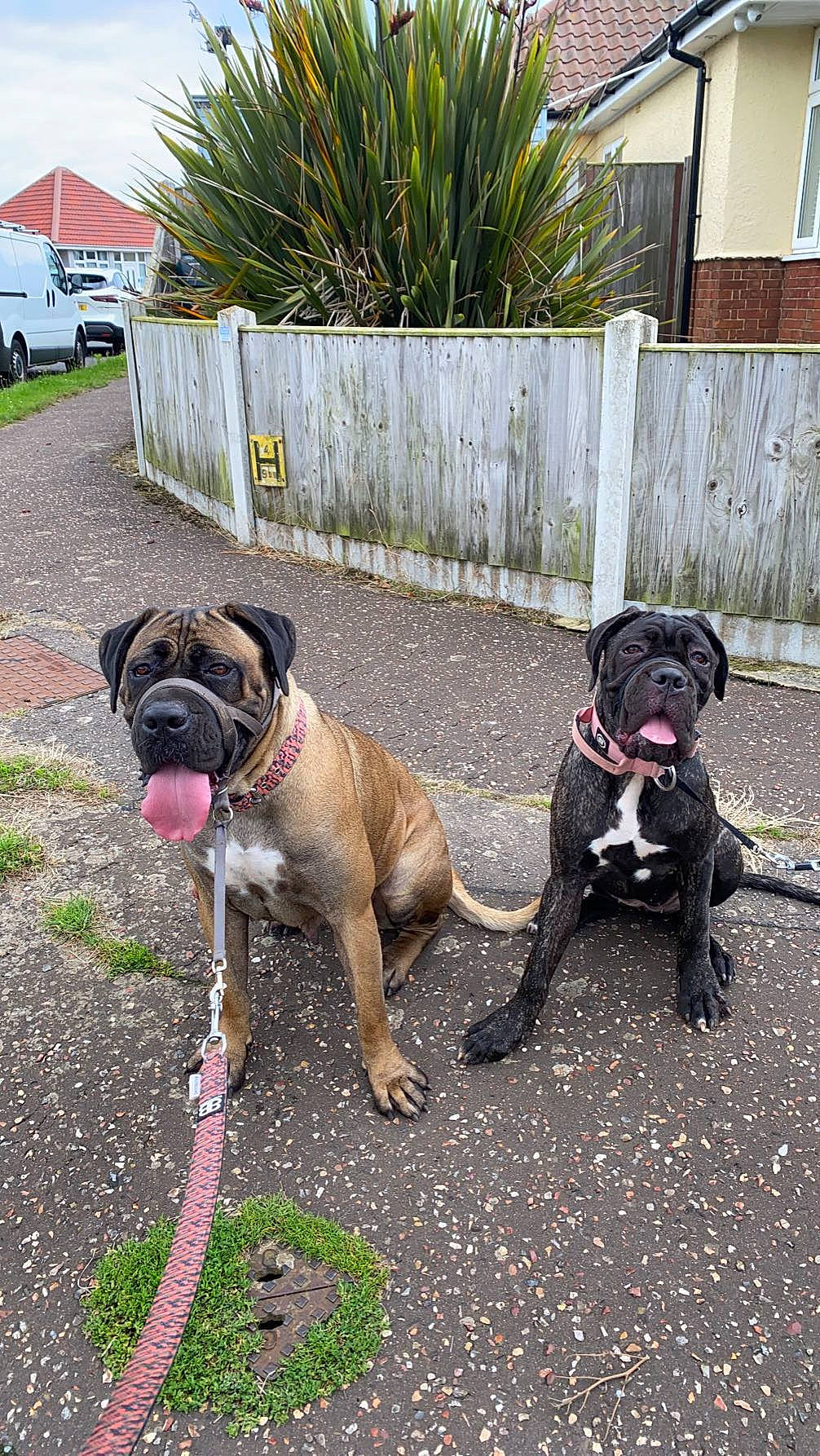 Rudi is registered to the contest to win money with this photo: carnivore, collar, companion_dog, dog, dog_breed, dog_collar, fawn, garden_hose, grass, leash, pet_supply, plant, road_surface, sidewalk, snout, sporting_group, tail, tire, window, working_animal