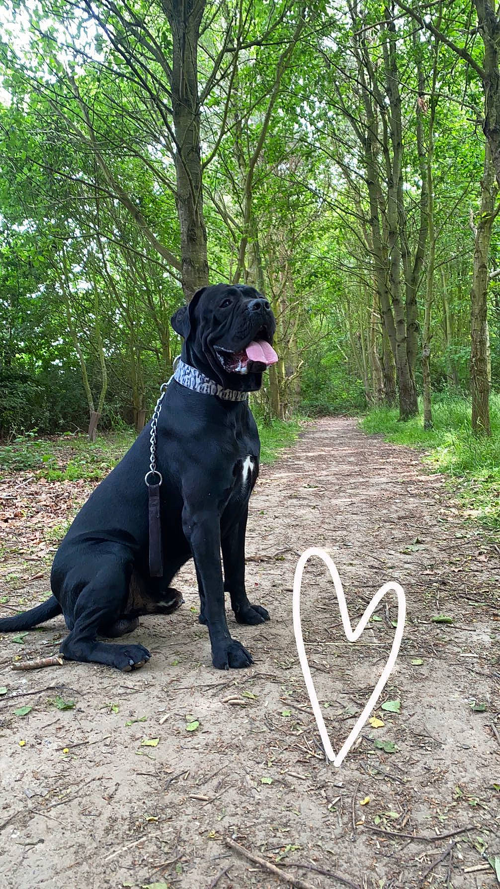 Benson is registered to the contest to win money with this photo: borador, canidae, carnivore, collar, companion_dog, dog, dog_breed, dog_collar, dog_supply, fashion_accessory, grass, guard_dog, gun_dog, leash, pet_supply, plant, sporting_group, tail, tree, working_animal