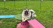 Jazz participe au concours pour gagner de l'argent avec cette photo : agility_equipment, animal, blue, canine, dog, fence, fluffy, grass, greenery, leisure, outdoor, overcast_sky, park, pet, pink, playground, resting, tongue_out, tree, wooden_ramp