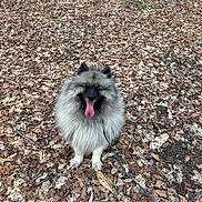 Jazz a rejoint le concours — aidez-le/la à gagner de superbes lots ! animal, autumn, black_face, brown, canine, cute, dog, fluffy, fur, ground, happy, leash, leaves, nature, outdoor, park, pet, season, sitting, tongue_out