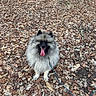 animal, autumn, black_face, brown, canine, cute, dog, fluffy, fur, ground, happy, leash, leaves, nature, outdoor, park, pet, season, sitting, tongue_out