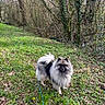Jazz a rejoint le concours — aidez-le/la à gagner de superbes lots ! adorable, animal, canine, daytime, dog, fluffy, forest, fur, grass, greenery, leaf, leash, nature, outdoor, park, pet, spring, trees, walking, wild