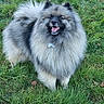 Jazz a rejoint le concours — aidez-le/la à gagner de superbes lots ! adorable, animal, canine, cute, daylight, dog, fluffy, friendly, fur, grass, happy, mammal, nature, outdoor, pet, playful, portrait, smiling, standing, tag