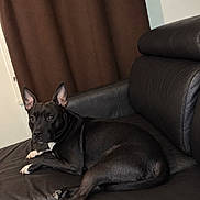 Ness participe au concours pour gagner de l'argent avec cette photo : dog, black_dog, pet, canine, animal, sitting, lying_down, leather_chair, armchair, indoor, living_room, brown_curtain, black_fur, pointed_ears, white_paws, white_chest, long_legs, portrait, relaxed, home_decor