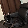 dog, black_dog, pet, canine, animal, sitting, lying_down, leather_chair, armchair, indoor, living_room, brown_curtain, black_fur, pointed_ears, white_paws, white_chest, long_legs, portrait, relaxed, home_decor