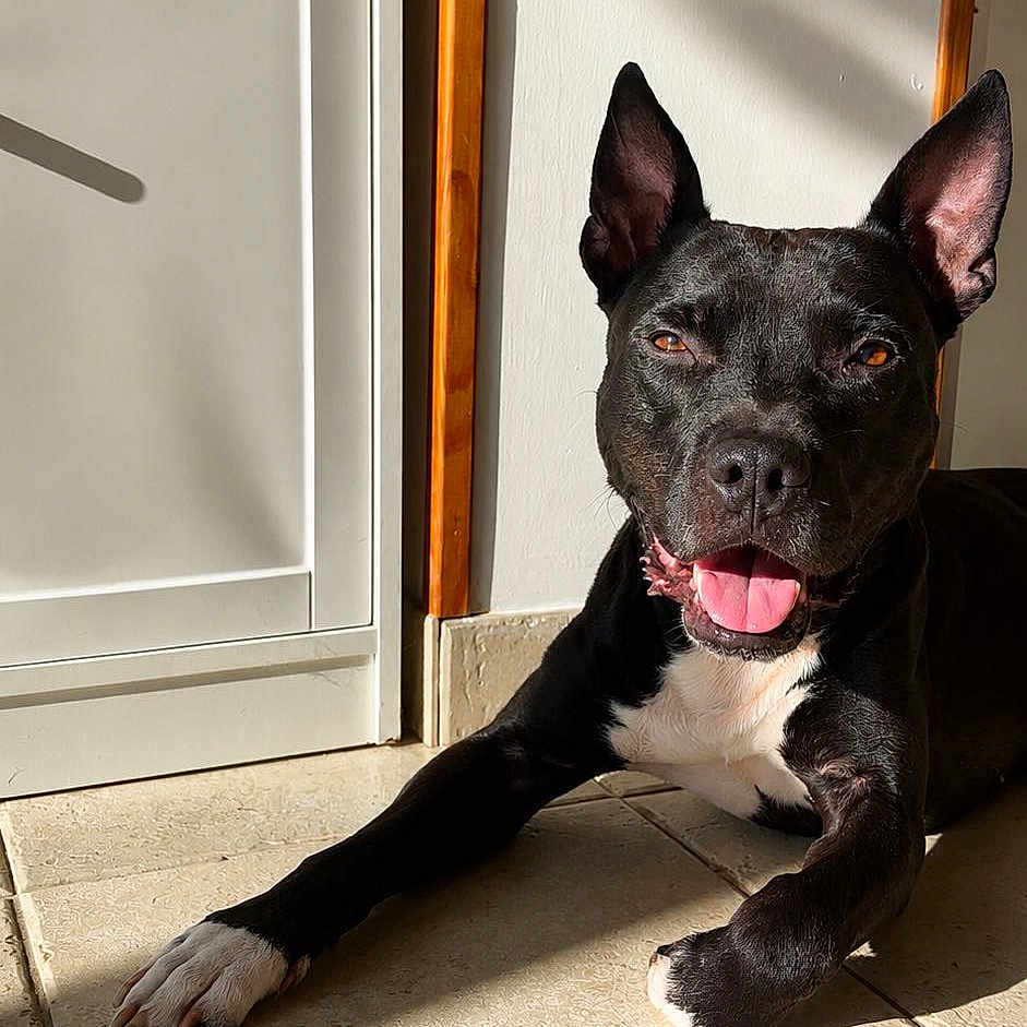 Ness participe au concours pour gagner de l'argent avec cette photo : dog, black_dog, white_paw, tongue_out, sunlight, tile_floor, indoor, happy, pet, animal, ears_up, home, shadow, relaxed, lying_down, canine, mouth_open, bright_light, wall, corner