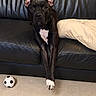 Ness participe au concours pour gagner de l'argent avec cette photo : dog, black_dog, pet, sitting, couch, leather_couch, indoor, living_room, carpet, soccer_ball, animal, portrait, front_facing, upright, white_chest, white_paws, pointed_ears, serious_expression, home, photography