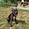 dog, black_dog, outdoor, grass, lawn, garden, backyard, brick_grill, plant, sunny, pet, canine, happy, tongue_out, sitting, collar, foot, shoe, casual, daytime