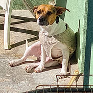Nala a rejoint le concours — aidez-le/la à gagner de superbes lots ! dog, pet, sweater, outdoor, sunlight, green_wall, plastic_chair, shadow, concrete_floor, barbecue_grill, relaxed, brown_and_white, small_dog, resting, knitted_clothing, sunny_day, casual, animal, companion, domestic
