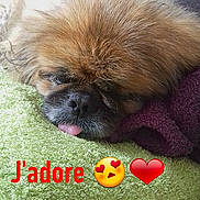 Jasper participe au concours pour gagner de l'argent avec cette photo : ancient_dog_breeds, canidae, carnivore, chinese_imperial_dog, companion_dog, dog, dog_breed, fawn, liver, mammal, pekingese, photo_caption, puppy, shih_tzu, snout, sporting_group, tibetan_spaniel, toy_dog, vertebrate