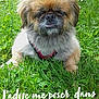 Jasper participe au concours pour gagner de l'argent avec cette photo : ancient_dog_breeds, canidae, carnivore, chinese_imperial_dog, companion_dog, dog, dog_breed, grass, liver, mammal, pekapoo, pekingese, puppy, rare_breed_dog, shih_tzu, snout, sporting_group, tibetan_spaniel, toy_dog, vertebrate