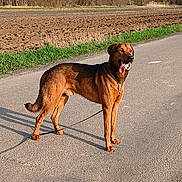 Viking a rejoint le concours — aidez-le/la à gagner de superbes lots ! animal, brown_dog, canine, collar, daytime, dog, field, grass, happy, leash, nature, outdoor, pavement, pet, road, rural, shadow, sunlight, tongue_out, trees