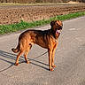 animal, brown_dog, canine, collar, daytime, dog, field, grass, happy, leash, nature, outdoor, pavement, pet, road, rural, shadow, sunlight, tongue_out, trees