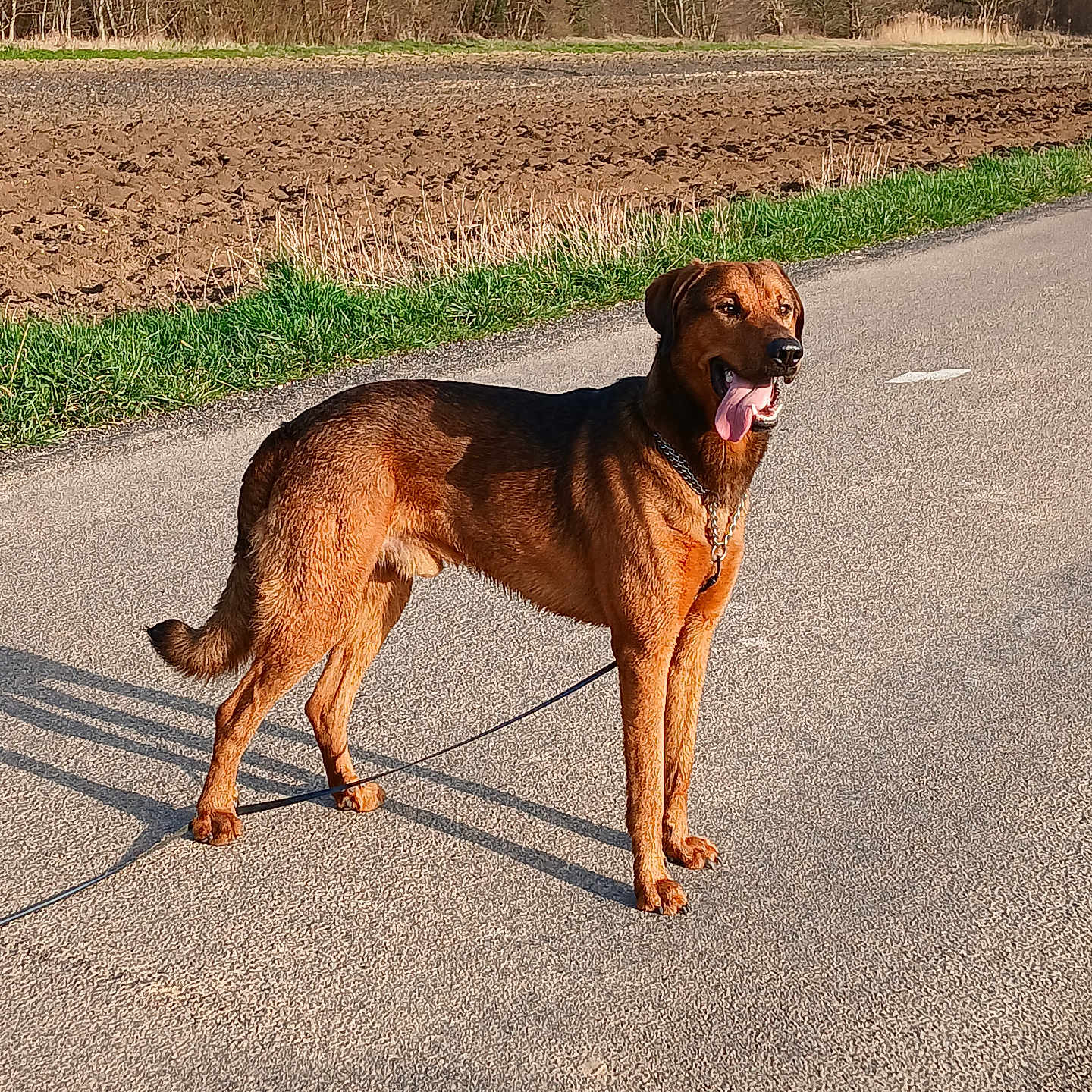 Viking