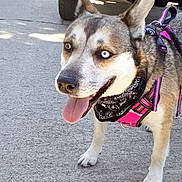 Blue is registered to the contest to win money with this photo: dog, heterochromia, bandana, harness, panting, outdoor, concrete, car_tire, pet, canine, happy, tongue_out, close_up, fur, ears, walking, leash, sunlight, animal, side_view