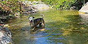 Vicky a rejoint le concours — aidez-le/la à gagner de superbes lots ! dog, water, stream, river, nature, outdoor, trees, rocks, sunlight, greenery, animal, canine, happy, summer, daylight, forest, shallow_water, landscape, playful, scenic