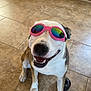 dog, sunglasses, smiling, indoor, floor, tile_floor, pet, canine, happy, sitting, tongue_out, accessory, pink, reflection, trophy, shelf, decor, animal, companion, funny