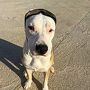 Vicky a rejoint le concours — aidez-le/la à gagner de superbes lots ! dog, sunglasses, outdoor, concrete, sunlight, shadow, pet, canine, white_fur, brown_fur, sitting, animal, portrait, closeup, daytime, looking_at_camera, cute, friendly, accessory, cool