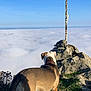 dog, mountain, rock, cross, clouds, sky, outdoor, nature, animal, grass, sunlight, landscape, view, scenic, collar, pet, hiking, peaceful, blue_sky, adventure