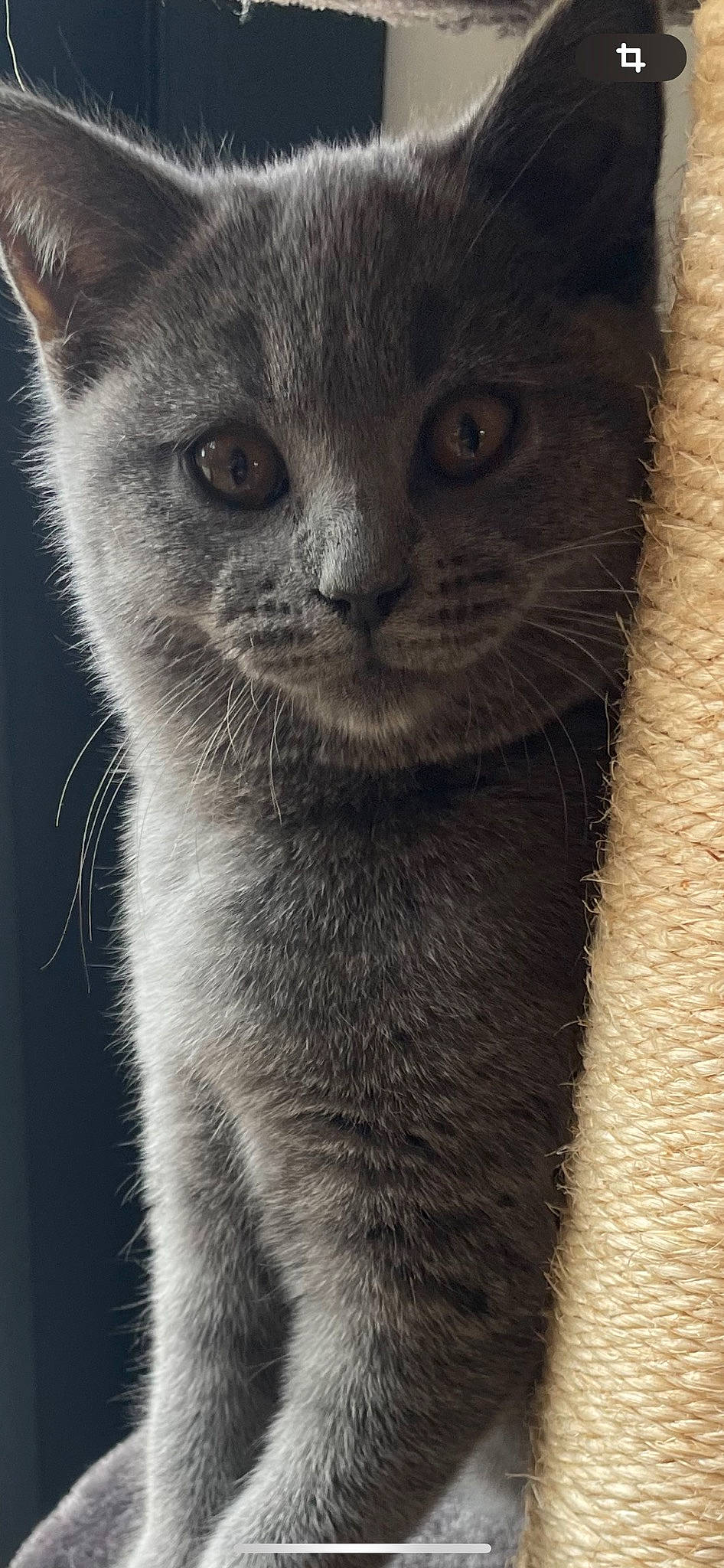 Wendy a rejoint le concours — aidez-le/la à gagner de superbes lots ! carnivore, cat, domestic_short_haired_cat, ear, eye, felidae, fur, grey, monochrome, monochrome_photography, russian_blue, small_to_medium_sized_cats, snout, terrestrial_animal, whiskers, wildlife