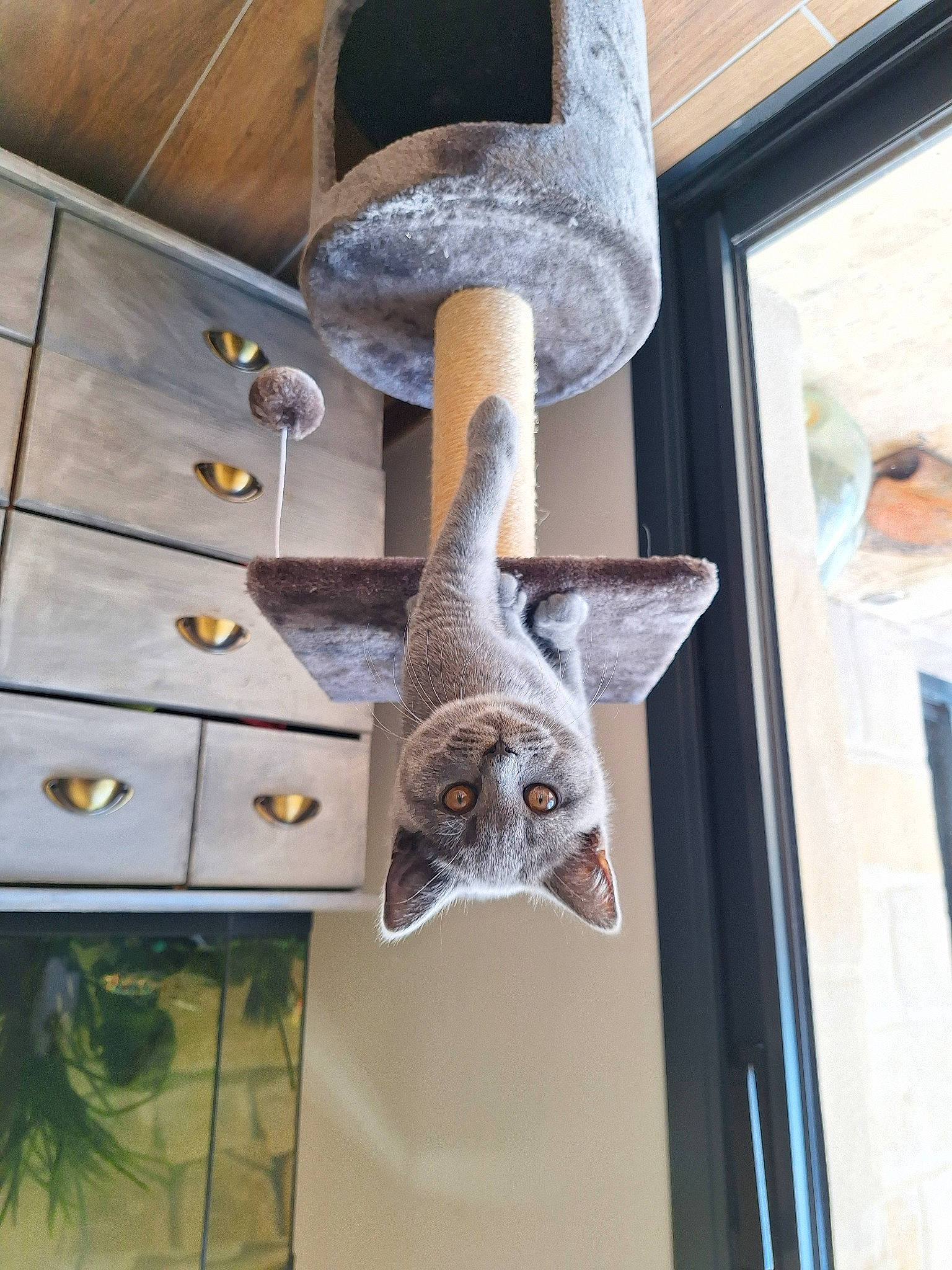 Wendy a rejoint le concours — aidez-le/la à gagner de superbes lots ! cat, cat_supply, door, felidae, grey, metal, pattern, room, shelf, small_to_medium_sized_cats, steel, tail, wood