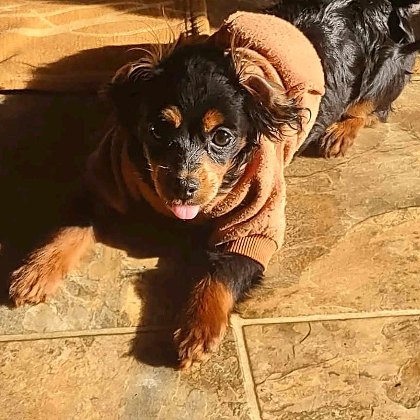 Auggie is registered to the contest to win money with this photo: animal, canine, clothing, coat, cockerspaniel, dog, face, head, hound, indoors, interiordesign, jacket, person, pet, photography, portrait, puppy, slate, terrier, walkingdog