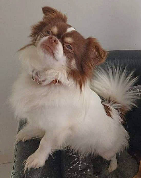 Némo a rejoint le concours — aidez-le/la à gagner de superbes lots ! canidae, carnivore, companion_dog, dog, dog_breed, fawn, fur, liver, snout, sporting_group, tail, toy_dog, whiskers, working_animal