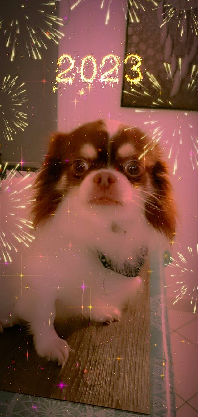 Némo a rejoint le concours — aidez-le/la à gagner de superbes lots ! ancient_dog_breeds, art, canidae, carnivore, companion_dog, darkness, dog, dog_breed, event, fireworks, fur, illustration, light, non_sporting_group, sporting_group, terrestrial_animal, toy_dog, whiskers, working_animal, working_dog