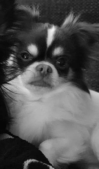 Némo participe au concours pour gagner de l'argent avec cette photo : canidae, carnivore, companion_dog, dog, dog_breed, eye, fawn, fur, hair, head, iris, monochrome, monochrome_photography, pekingese, snout, sporting_group, terrestrial_animal, toy_dog, whiskers, working_animal