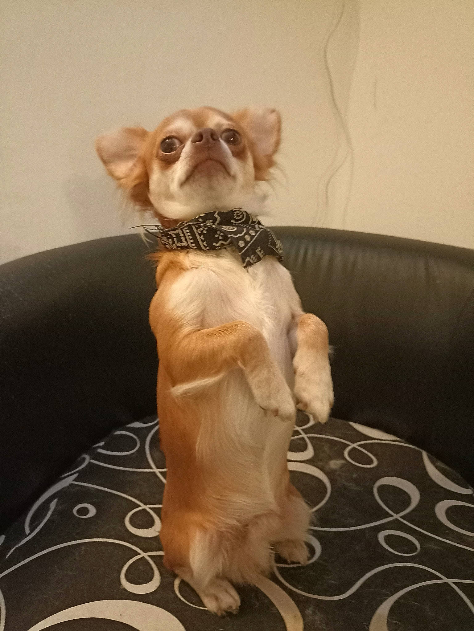 Sacha a rejoint le concours — aidez-le/la à gagner de superbes lots ! carnivore, chihuahua, comfort, companion_dog, couch, dog, dog_breed, dog_clothes, dog_collar, dog_supply, fawn, felidae, liver, paw, pet_supply, tail, terrier, toy_dog, whiskers, working_animal