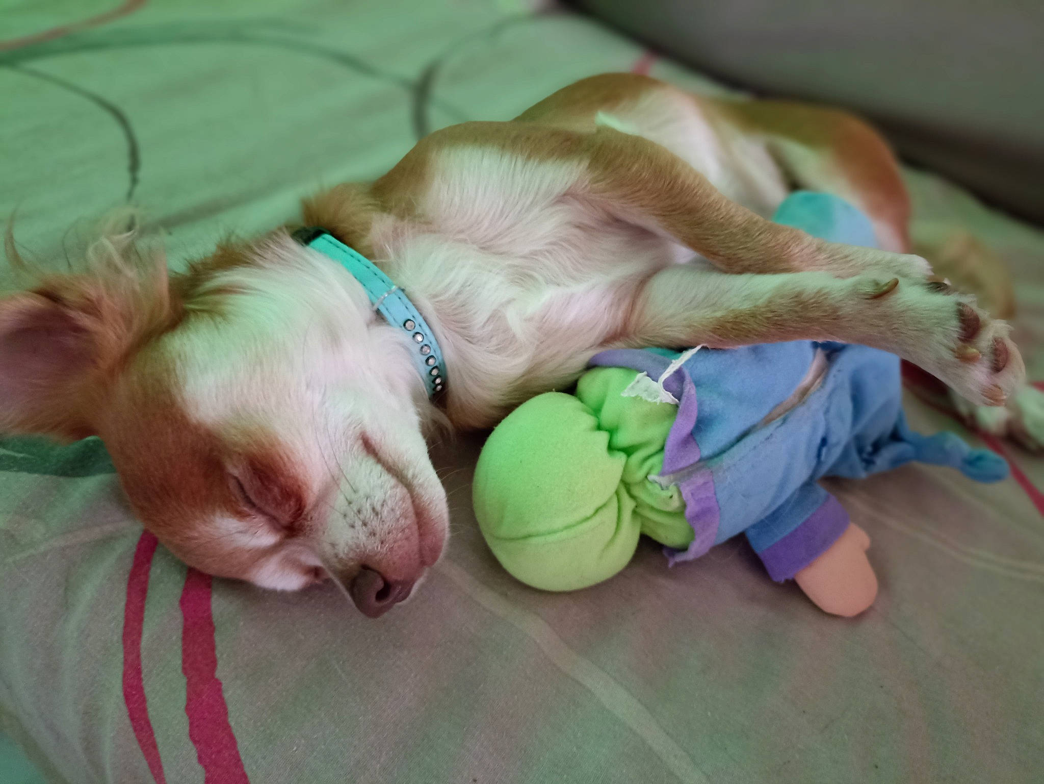 Sacha participe au concours pour gagner de l'argent avec cette photo : abdomen, baby_products, ball, bedtime, canidae, child, comfort, companion_dog, dog, fawn, flooring, foot, human_leg, linens, nap, plush, stuffed_toy, tennis_ball, toy, watch