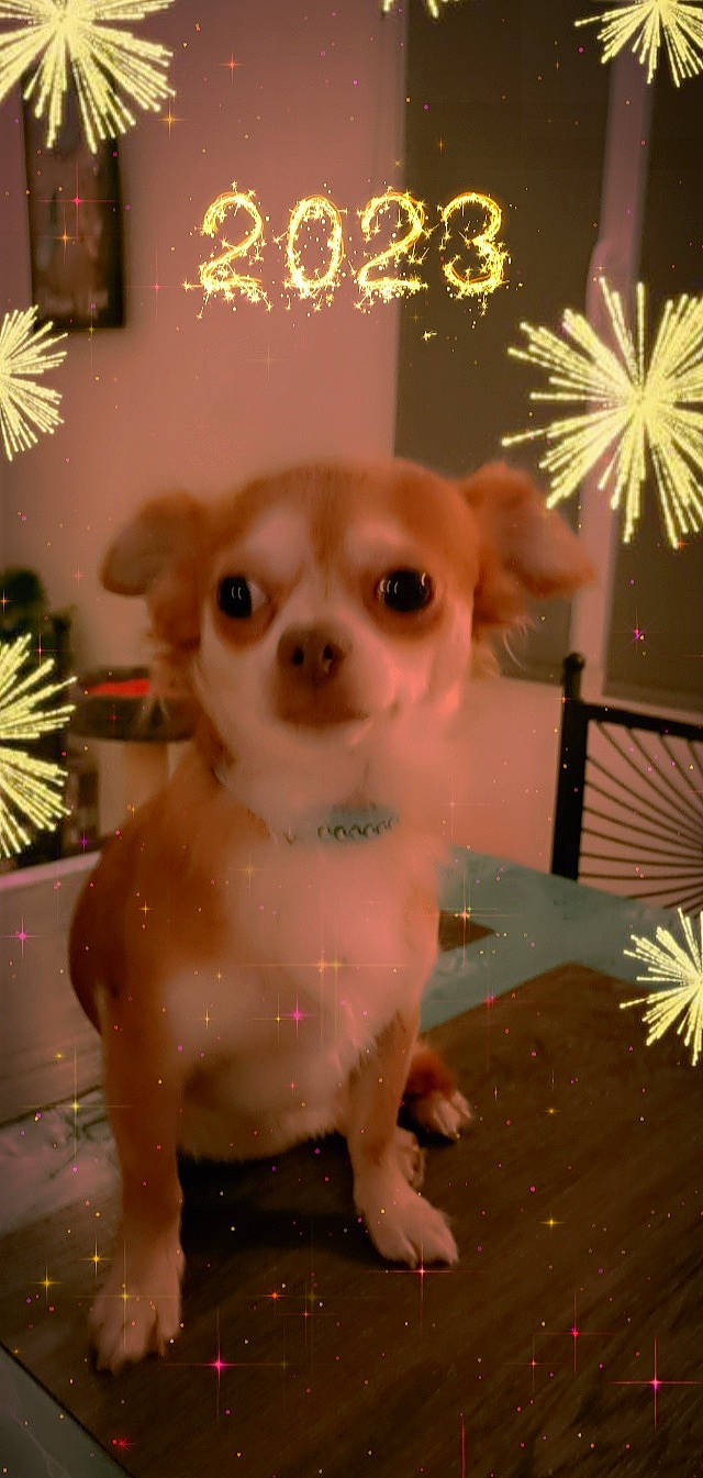 Sacha participe au concours pour gagner de l'argent avec cette photo : canidae, carnivore, chihuahua, christmas_ornament, companion_dog, dog, dog_breed, event, fawn, fur, holiday, ornament, snout, stuffed_toy, tail, toy, toy_dog, vertebrate, whiskers, working_animal