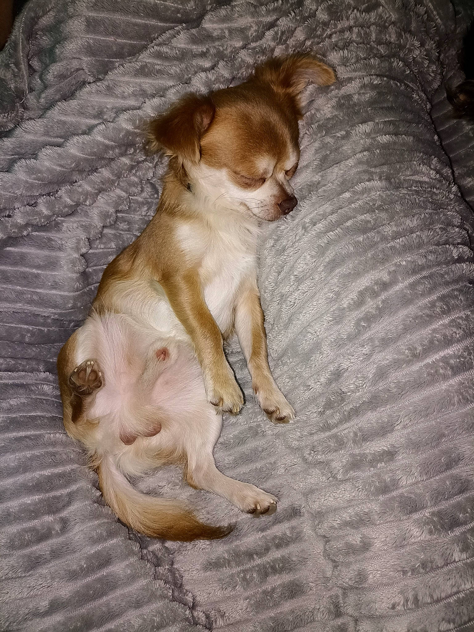 Sacha a rejoint le concours — aidez-le/la à gagner de superbes lots ! canidae, carnivore, comfort, companion_dog, corgi_chihuahua, dog, dog_breed, fawn, fur, liver, non_sporting_group, paw, puppy, snout, sporting_group, street_dog, tail, toy_dog, wood, working_animal