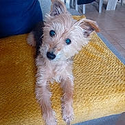 Mimie a rejoint le concours — aidez-le/la à gagner de superbes lots ! accessories, animal, canine, chair, cockerspaniel, couch, cushion, dog, furniture, hardwood, homedecor, linen, papillon, pet, plywood, poodle, puppy, strap, terrier, wood