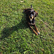 Snoopy participe au concours pour gagner de l'argent avec cette photo : dog, grass, outdoor, sunlight, animal, pet, canine, nature, lawn, relaxed, brown, black, ears, paw, fur, daytime, mammal, laying, greenery, quiet