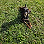 dog, grass, outdoor, sunlight, animal, pet, canine, nature, lawn, relaxed, brown, black, ears, paw, fur, daytime, mammal, laying, greenery, quiet